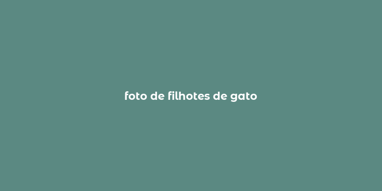 foto de filhotes de gato