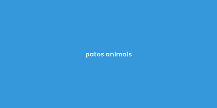 patos animais