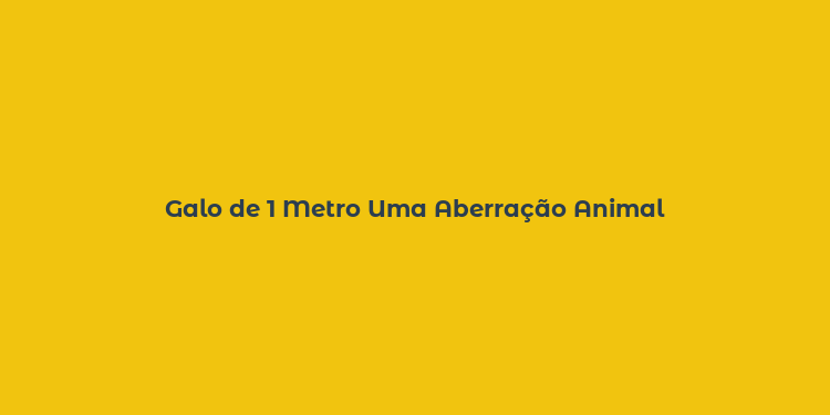 Galo de 1 Metro Uma Aberração Animal