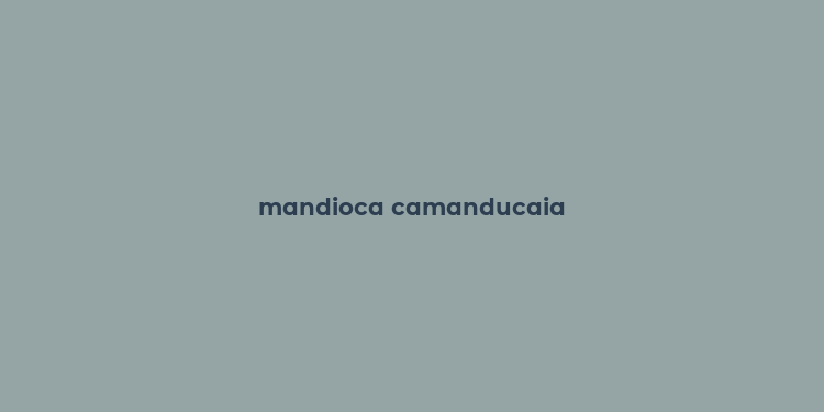 mandioca camanducaia