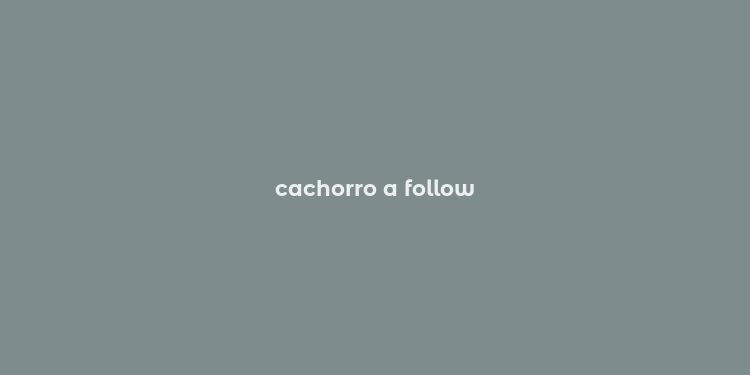 cachorro a follow