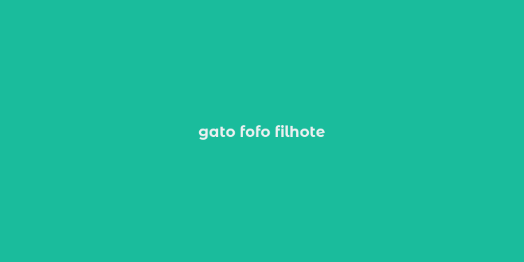 gato fofo filhote