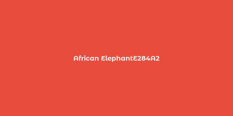 African ElephantE284A2