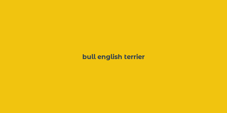 bull english terrier