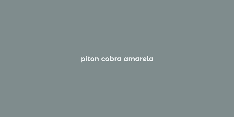 piton cobra amarela