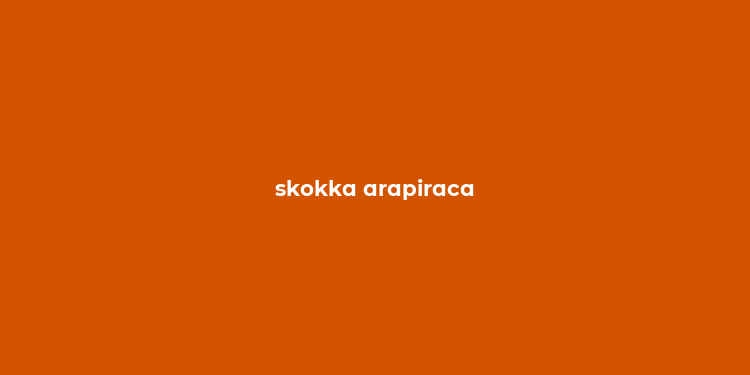 skokka arapiraca