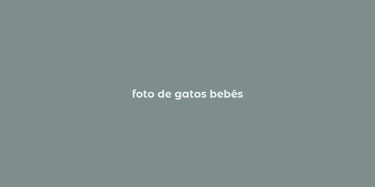 foto de gatos bebês