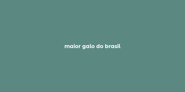 maior galo do brasil